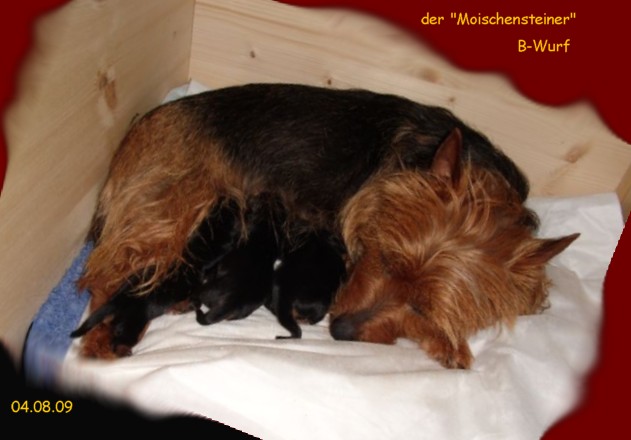 Gracia-Patricia mit den Welpen