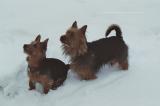 Flash und Anton     (01/2006)