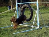 Agility: "Sprung durch Reifen"   (11/2005)