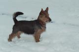 erster Schneespaziergang  (12/2005)