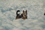"Schneehund"     (12/2005)