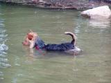 Flash der "Seehund"...... 07/06